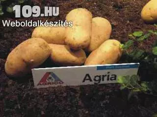 Étkezési burgonya Agria 40mm+ 10kg/zsák